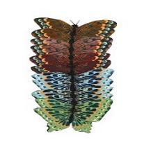 Painted Butterfly (11cm)   12/1200