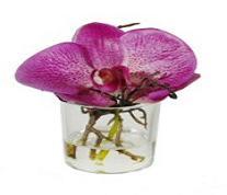 Phalaeno + small vase water illus 10cm pink 12/48