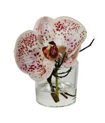 Phalaeno vase water illus 10cm white/burgund 12/48