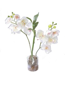 Phalaenopsis in pot   white   1/18