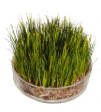 Potted Onion grass in glass bowl large   1/6