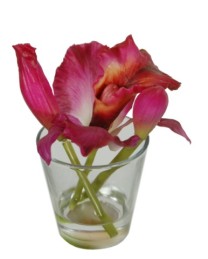 Mini cattleya in vase water illusion  beauty  6/36