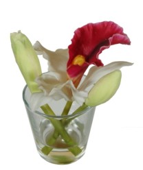 Mini cattleya vase water illus cream/orchid  6/36