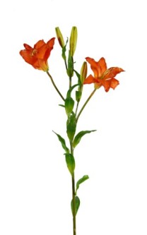 Tiger Lily 2fl/3buds(latex) 84cm   orange   12/144