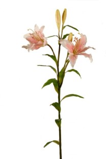 Tiger Lily 2fl/3buds(latex) 84cm white/pink 12/144