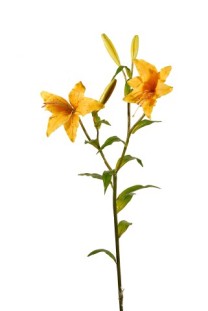 Tiger Lily 2fl/3nuds(latex) 84cm   yellow   12/144
