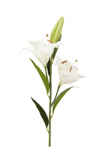 Casablanca lily x2flrs 1 bud  84cm   white