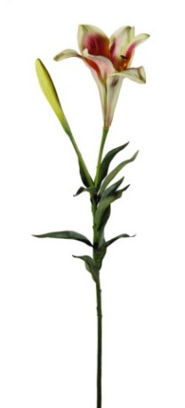 Easter lily 85cm x1fl/1bud   green/mauve  12/120