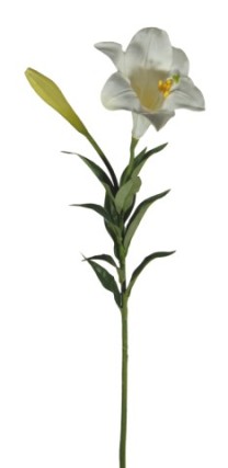 Easter lily 85cm x1fl/1bud   white   12/120