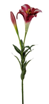 Easter lily 85cm x1fl/1bud   wine/red  12/120