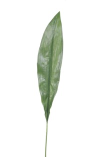 Aspidistra leaf  81cm   72/864