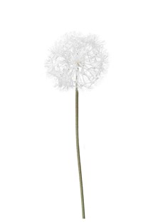 Dandelion stem medium   89/15cm  24/72