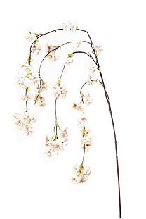 Cherry Blossom hanging 135cm   light pink   12/72