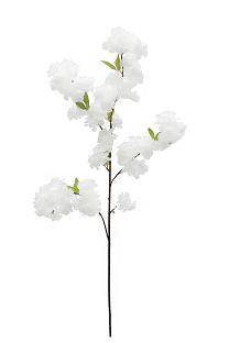 Cherry blossom 120cm  white  75/300