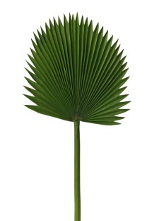 Chamaerops leaf PU 119cm   12/36