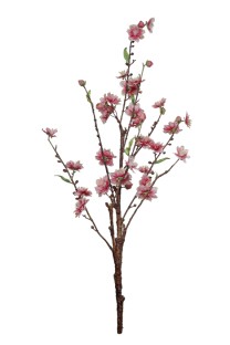 Cherry blossom   pink