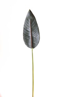 Bird of paradise leaf 91cm nat touch green  12/144