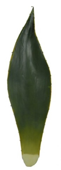 Aloe leaf 50cm   variagated   12/72