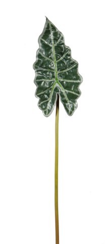 Alocasia amaeonica leaf  59cm  dark green   12/144