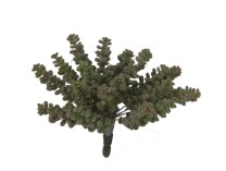 Fat sedum bush x22  20cm   natural   6/48