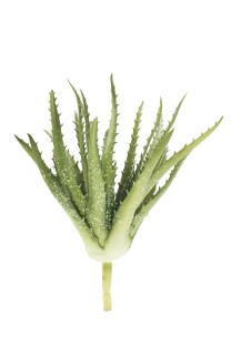 Aloe pick plastic 21cm   40/240