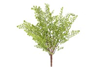 Adiantum bush plastic 46cm 24/240