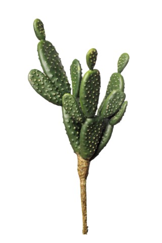 Cactus Barbarian fig pick  27cm   12/144