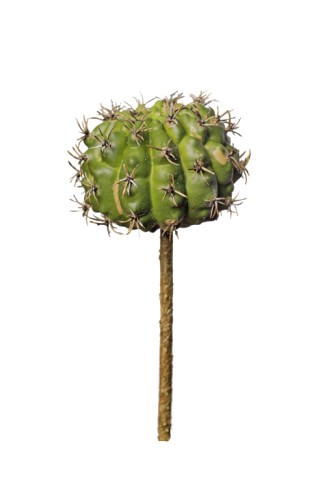 Cactus ball pick 18cm   24/192