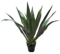 Agave x15 lvs potted  132cm  green  0/1