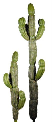 Spherical cactus set x2   157cm   green   0/2