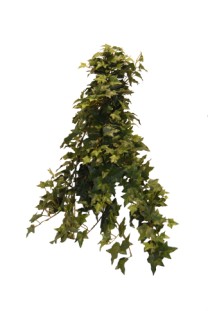 English Ivy hanging bush 162lvs  65cm   12/725