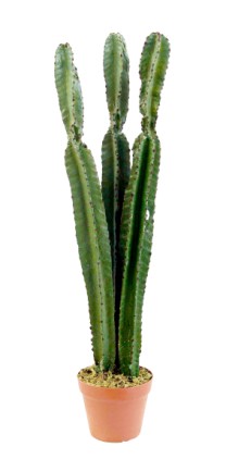 Cactus set x3 potted  85cm  0/6