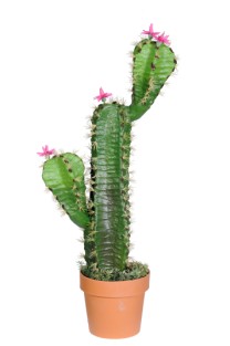 Cactus single with 2 heads potted 87cm  0/1