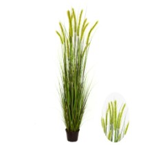 Foxtail grass potted  183cm   0/2