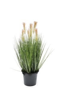 Foxtail grass large  potted  61cm  0/6