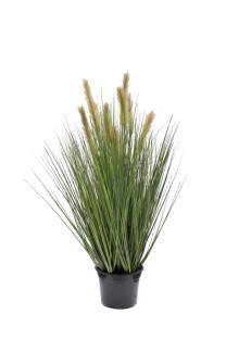 Foxtail grass large  potted  76cm  0/6
