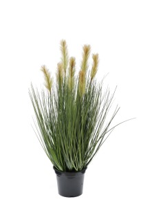 Foxtail grass large  potted  91cm  0/4