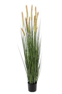 Foxtail grass potted 150cm   0/4