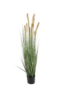 Foxtail grass potted 120cm   0/4