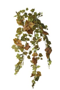 Gape Ivy hanging bush 100cm   15/60