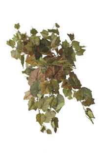 Grape Ivy hanging bush 65cm   18/72
