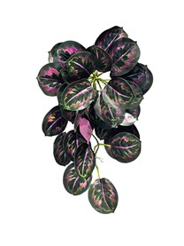 Calathea Roseopicta hang bush green/pink65cm 12/72