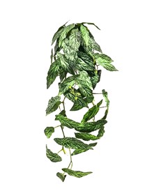 Begonia Albopicta hanging bush 90cm green 12/72