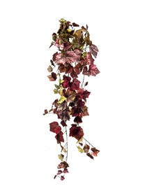 Grape Ivy hanging bush  159lvs  100cm burgund 6/36