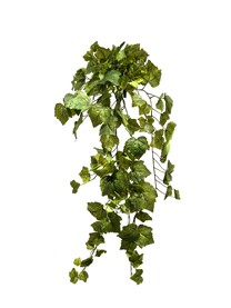 Grape Ivy hanging bush  159lvs  100cm green