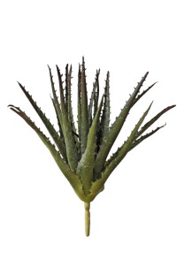 Aloe pick 28cm   24/192