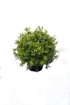 Boxwood ball 30cm   green   1/2