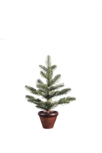 Coral fern pine tree potted   38cm   6/24