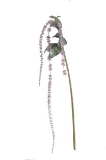 Ice hanging amaranthus x3  burgundi  24/288